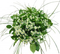 Field chamomile mini